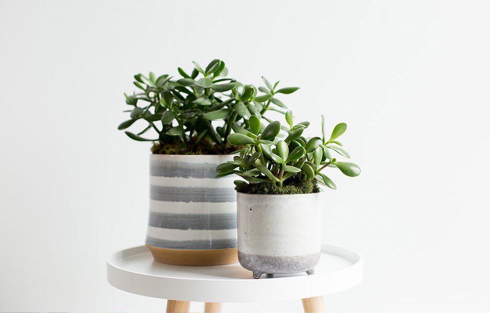From petite succulents to large tropicals - Shop Potted Plants at Botany + Blooms